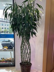 -雍禾植发全国连锁