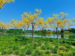 -东郊湿地公园
