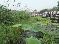 -大塘金香草谷