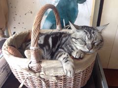 海边的猫和咖啡馆-海边的猫和咖啡馆