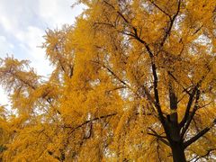 -四川大学(华西校区)