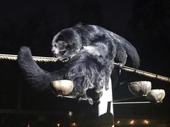-清迈夜间动物园
