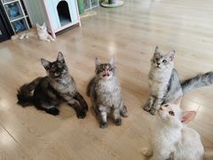 -十年猫舍·猫咪专门店(普陀店)