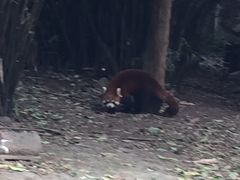 -成都大熊猫繁育研究基地