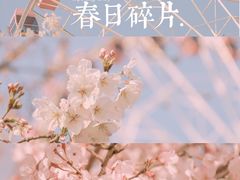 -顾村公园