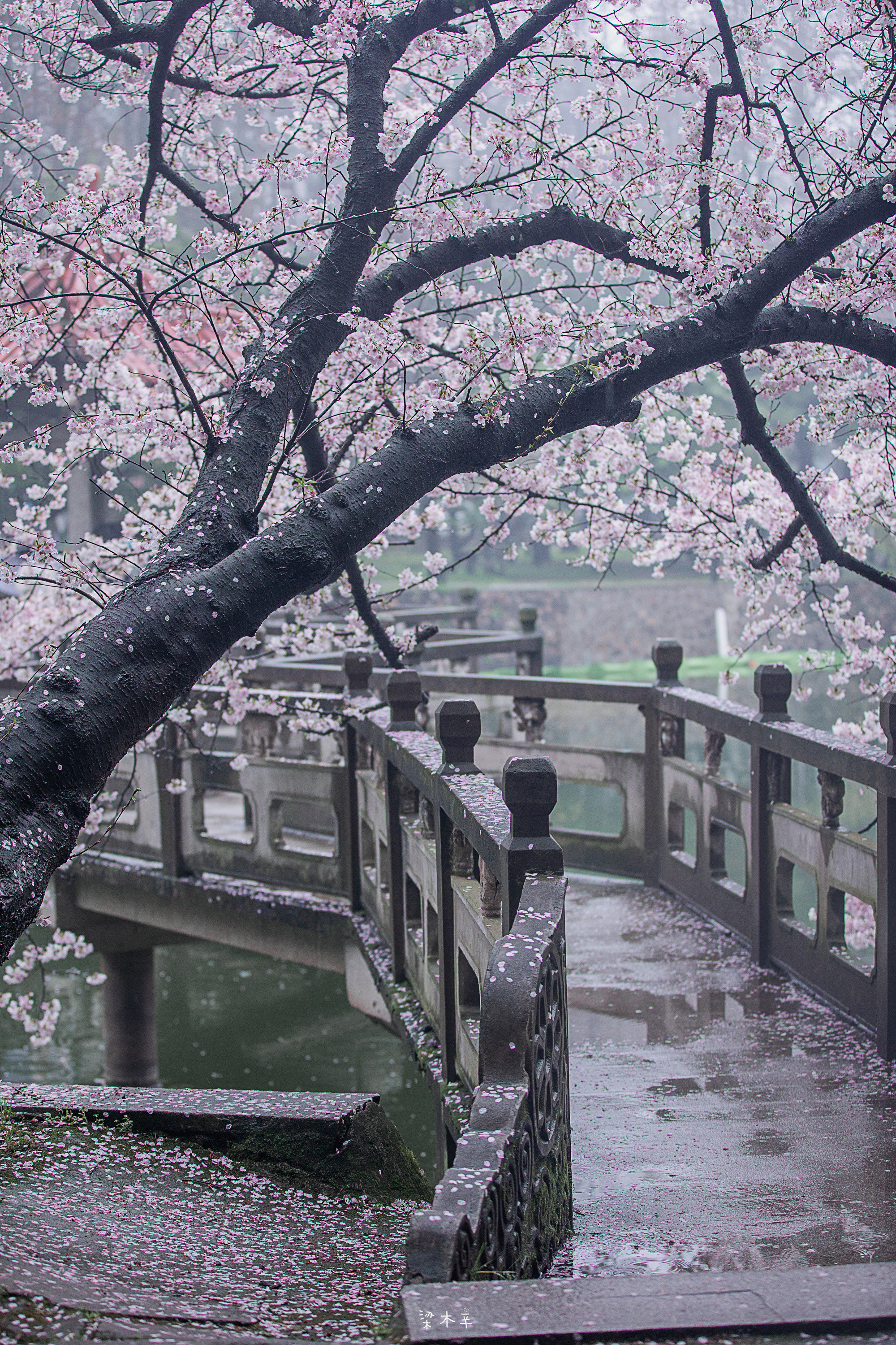 雨后樱花精美图片图片