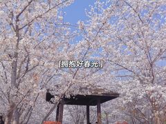 -顾村公园