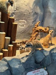 -Zoolung Zoolung动物主题公园(海信广场店)