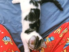 -猫大福·Fortune Cat猫舍(百子湾店)