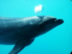 -北戴河圣蓝海洋公园