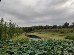 -同里国家湿地公园