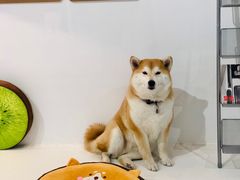 -柴务处·柴犬主题狗咖