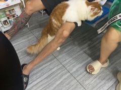 -瑞派名望志远动物医院·猫科·內科·异宠专科(直港大道店)