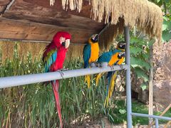 -西霞口神雕山野生动物世界