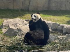 -上海野生动物园