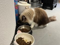 -琪喵猫屋·撸猫猫咖·猫舍