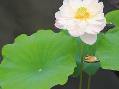 -荷塘月色湿地公园·向阳花洲