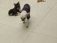 -怪兽屋·羊驼·猫咖·狗咖(俊华广场店)