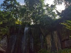 -西双版纳原始森林公园