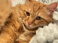 -美联众合宠物医院·爱萌分院·内外科·猫科中心