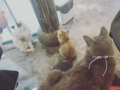 -喵屿·大理花园猫咖