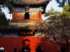-洛阳白马寺