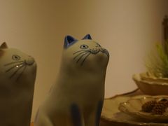 -猫里有甜