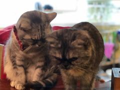 -猫色咖啡·猫咖