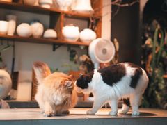 -自由生长植物工作室(深港花卉中心店)