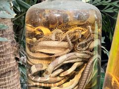 -呀路古热带植物园