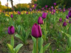 -长春公园(普阳街道)