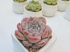 -鼎泰丰(国贸商城店)
