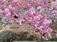 -莱阳濯村樱花园