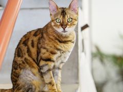 -猫友咖啡店(玉林西路店)