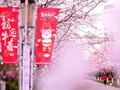 -高东镇樱花园
