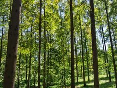 -黄海国家森林公园