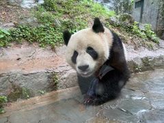 -都江堰中华大熊猫苑