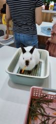 -Moni星球萌宠·小马宝莉·灵蛇·高端高阶全萌宠互动体验俱乐部(红豆国际广场店)
