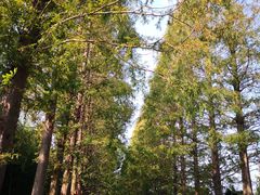 -黄海国家森林公园