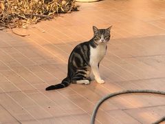 -more than meow吴止猫主题餐厅(承德 中船汇店)