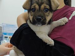 -美联众合动物医院·24h转诊中心