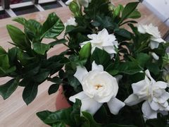 -桂林市花鸟市场