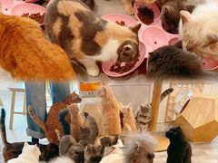 -楼上猫咖(罗湖店)