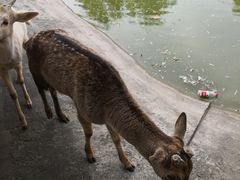-北京鹿世界主题园