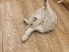 -猫的茶·猫咖