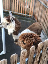 -萌宠亲子动物乐园(槐房万达店)