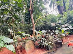 -海南热带野生动植物园