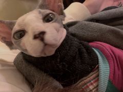 -猫色咖啡·猫咖