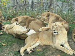 -北京野生动物园