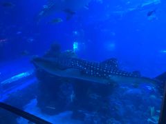 -成都浩海立方海洋公园